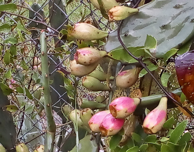 [At the outer edges of the flat cactus leaves are multiple pear fruits extending to the right. Some are small and very green while others are starting to turn purple. These pears have a flat bottom which is opposite the cactus leaves.]